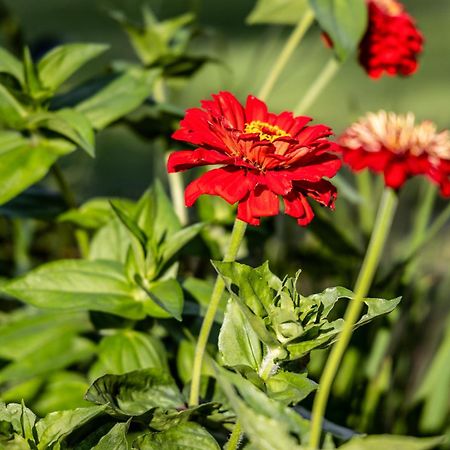 Atputas Vieta Braltirumi Purciems 外观 照片